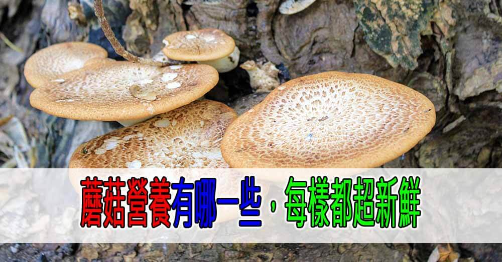 蘑菇營養有哪一些
